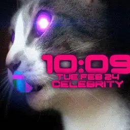 woot cat