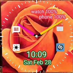 Orange Rose