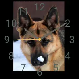 sheperd dog Anja
