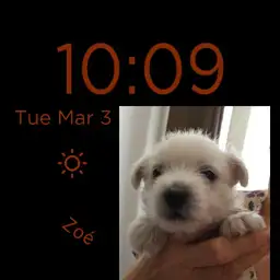 Westie Zo