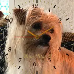 dogystyle 1973
