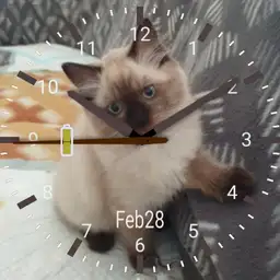 Pussy Time