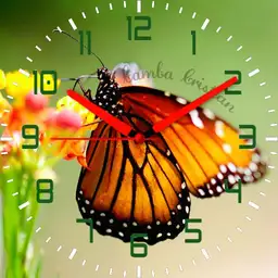Butterfly Susy 4