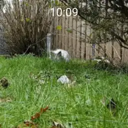 BobbyJump