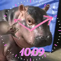 Team Fiona