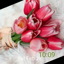 lovely tulip