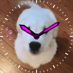 Dog jumping at screen