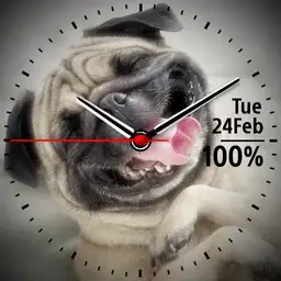 Pug