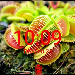 venus flytrap