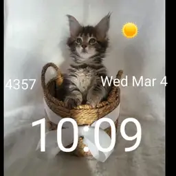 Maine coon Bubbels