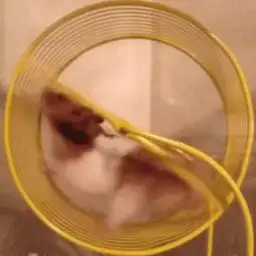 Hamster Wheel
