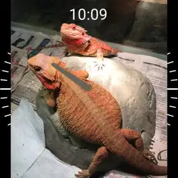 gman watch