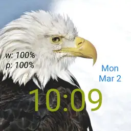 cjb bald eagle