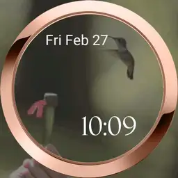 hummingbird