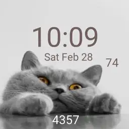 Grey cat