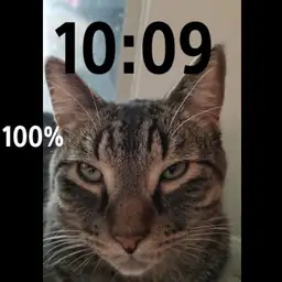 My cat