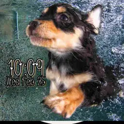 dog in water
