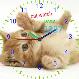 cat watch