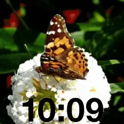Butterfly Nature