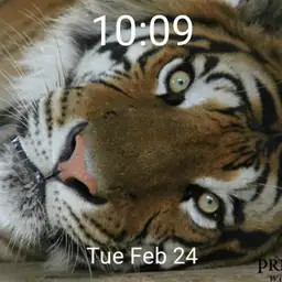 Tiger - plwren