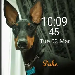 Manchester Terrier Duke