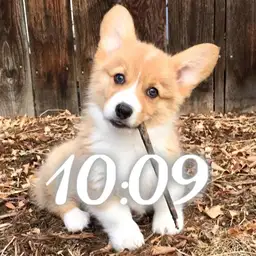 Dog face 1