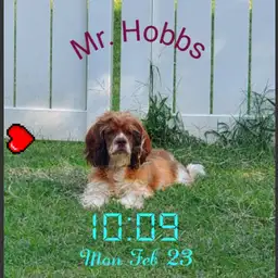 Mr. Hobbs
