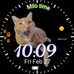 Milo the Cat time