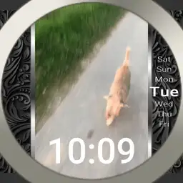 Tilde the endless Hungry Dog