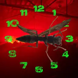 Wasp