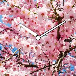Cherry Blossom