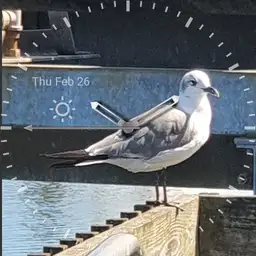 Gull