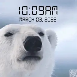 Polar Bear