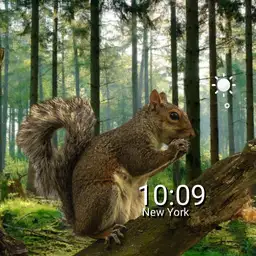 chill squirrel