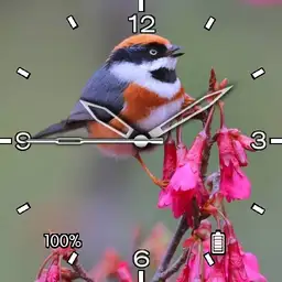 Nspz_73 Black throat tit theme Kospet Mod1
