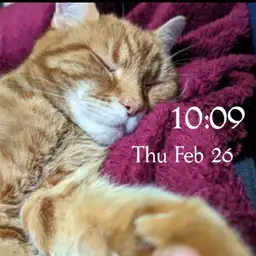 Sleepy Kitty Copy