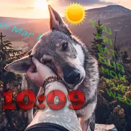 wolf