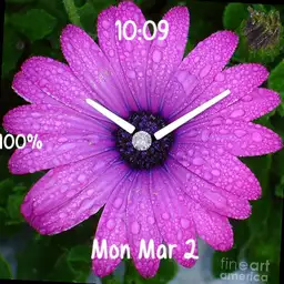 pink daisy