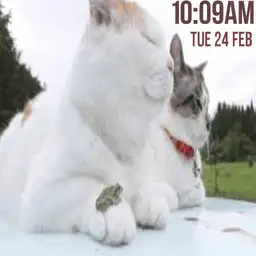 Cat