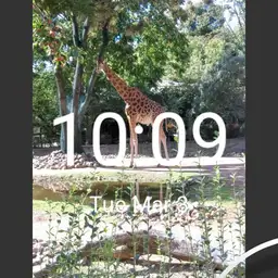 Giraffe