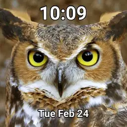 OwlFace Copy