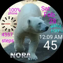 polar Andi