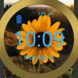 sunflower