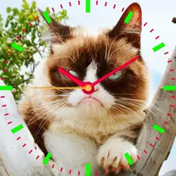 The Grumpy Cat