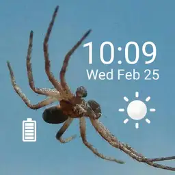 Spider