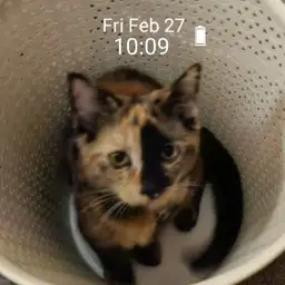 Silly kitten