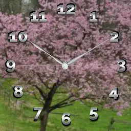 cherry blossom