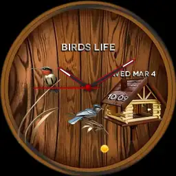 Birds Life