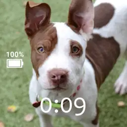 Pup