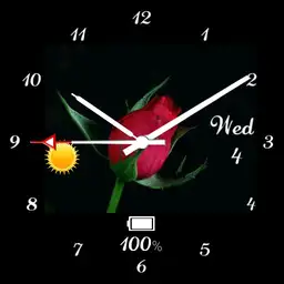 Blooming Rose